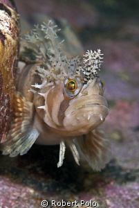 Warbonnet. by Robert Polo 